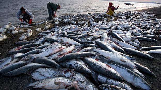 Los medios para la pesca submarina submarino