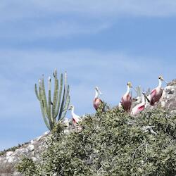 Espátulas rosadas (Platalea ajaja), en Isla de Bledos, en la Bahía de Ohuira. Pescadores yoreme señalan que las aves comenzaron a anidar allí después de que se destruyeran 26 hectáreas de manglar en 2015, para construir la plancha de concreto de la planta de amoníaco. Foto: cortesía Luis Brito