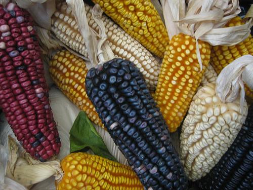 Maíz nativo de los pueblos: todo México es centro de origen y diversidad del  maíz | Biodiversidad en América Latina