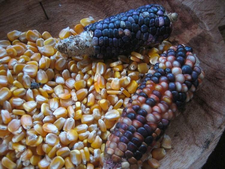 Semillas nativas y criollas como bien común de los pueblos | Biodiversidad en América Latina